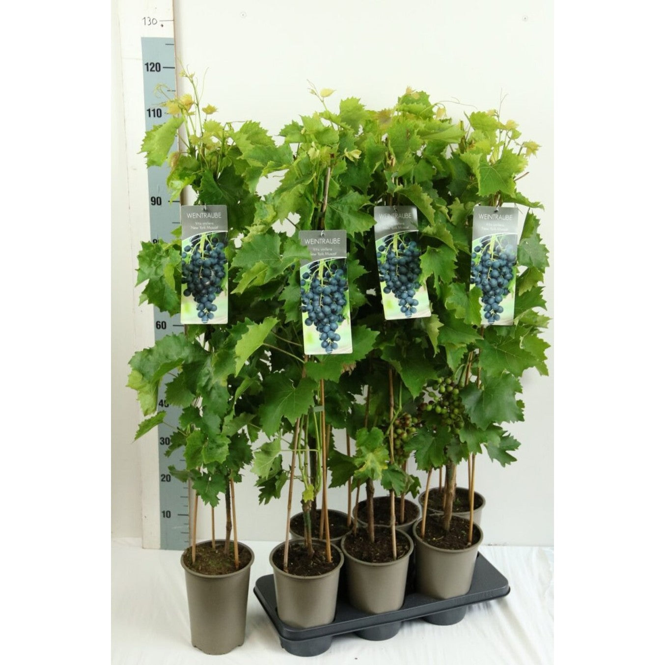 Vinranka – Vitis 'New York Muscat' - C3 80-100 CM Stick